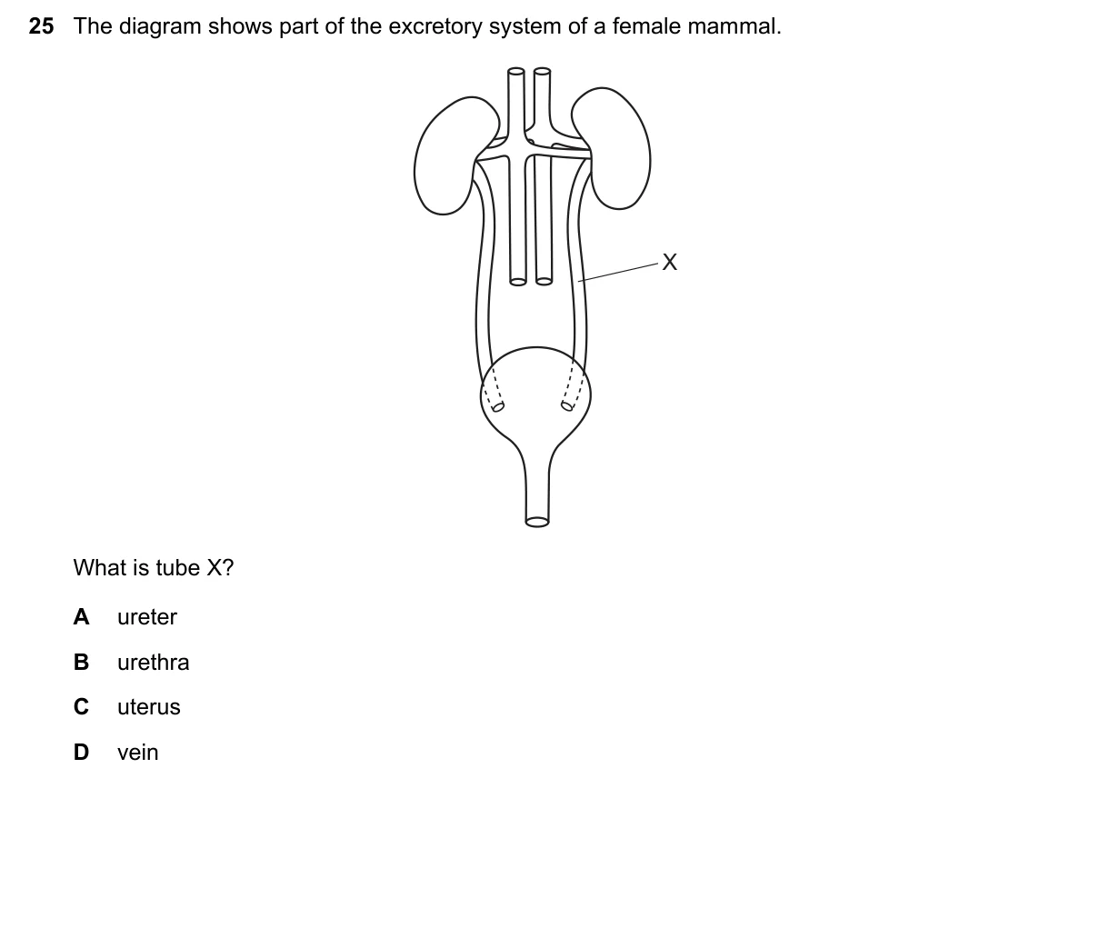 Question 25, November 2021, 0610 Paper 12