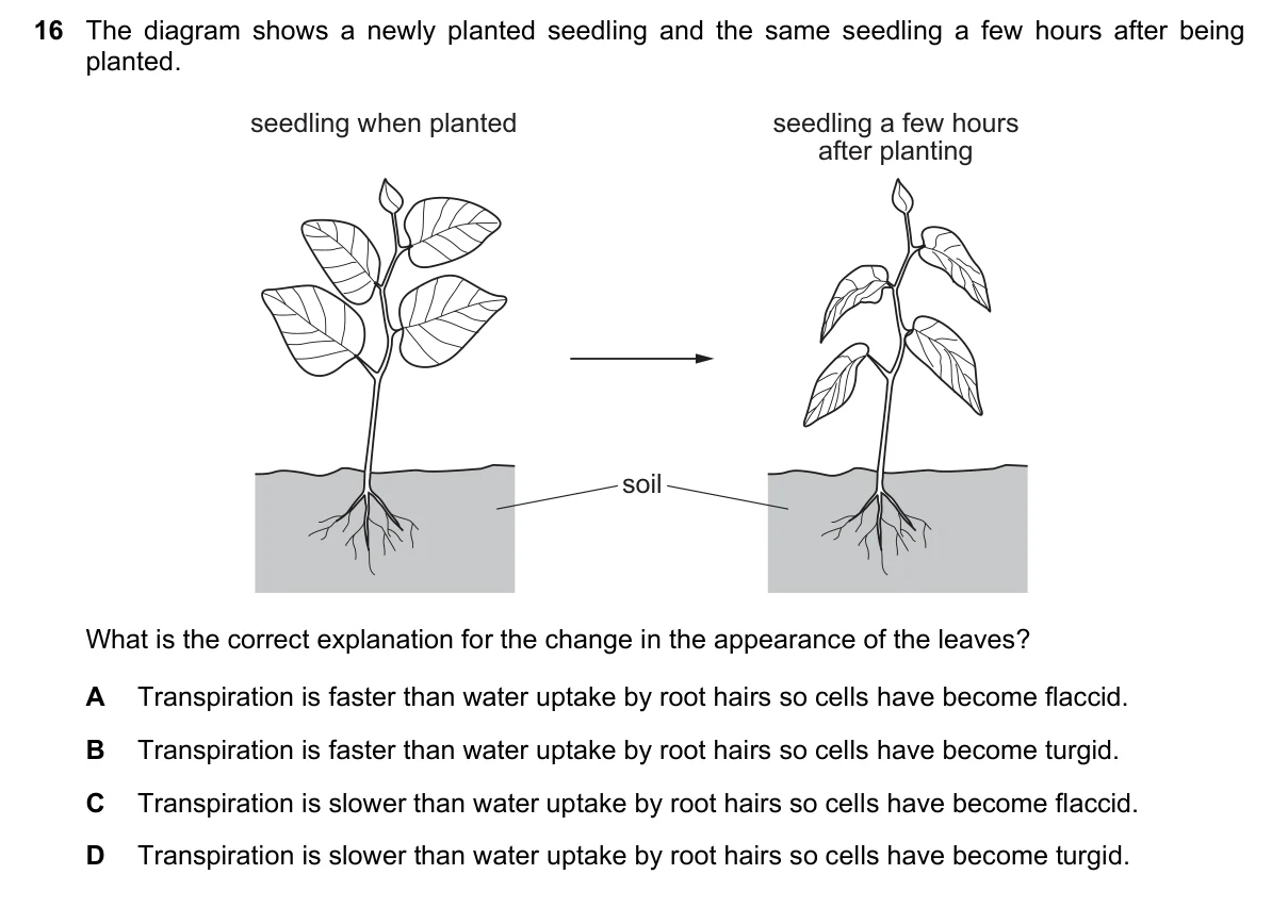 Question 16, November 2021, 0610 Paper 22