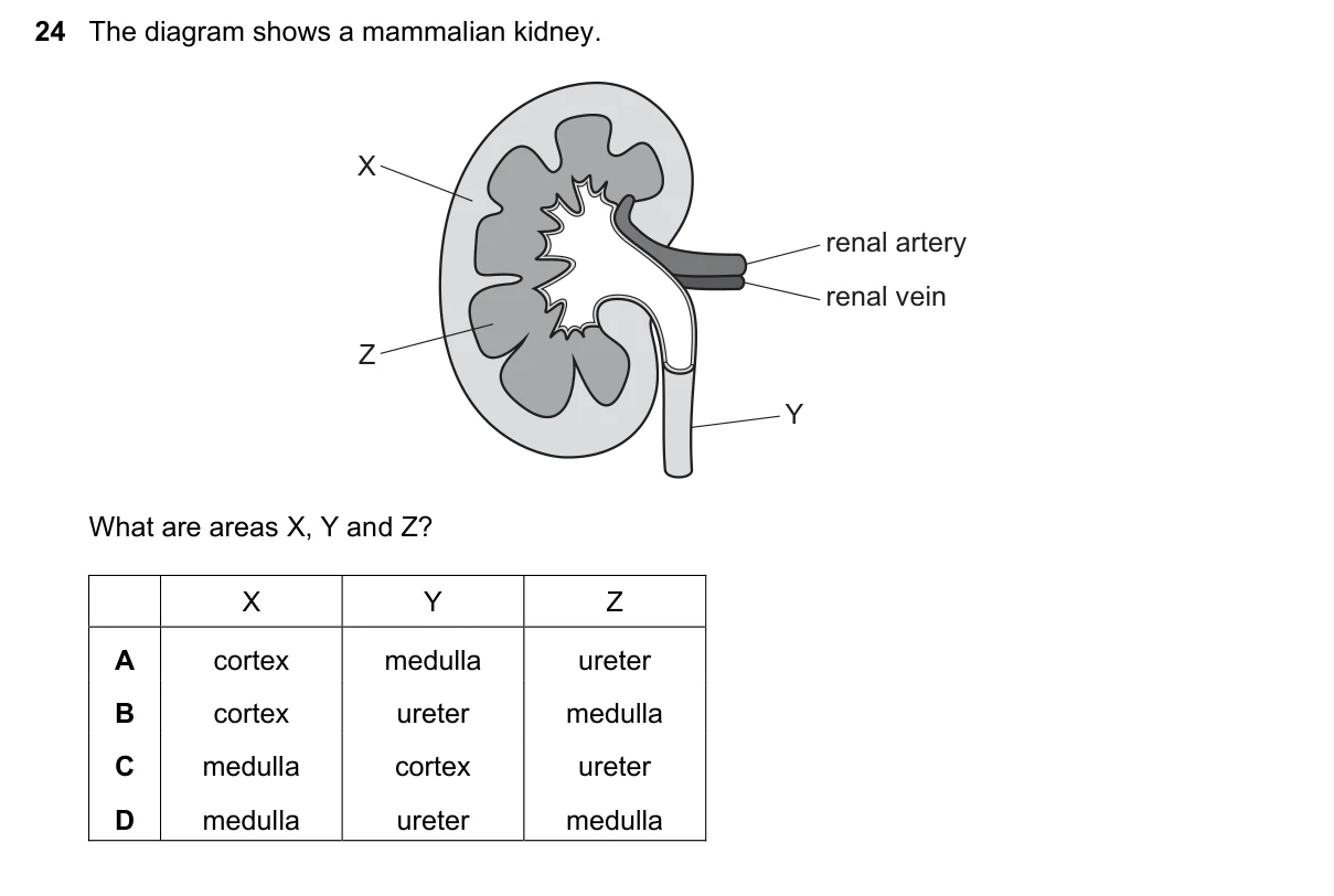 Question 24, November 2021, 0610 Paper 22