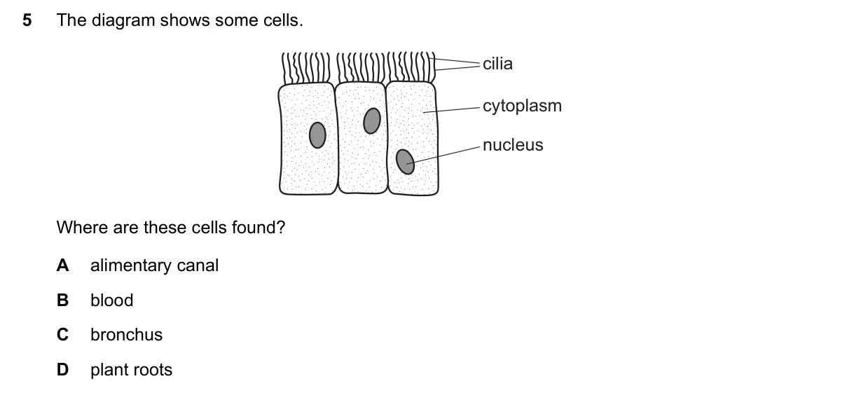Question 5, November 2021, 0610 Paper 22