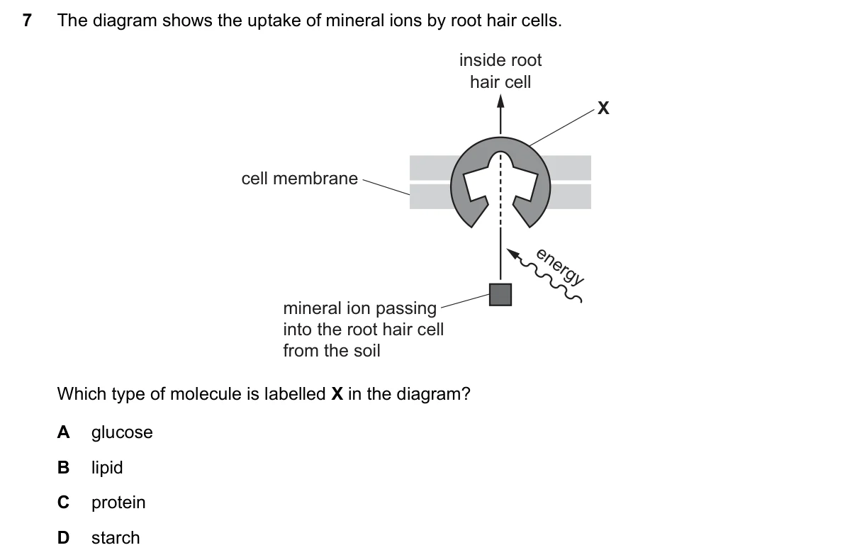 Question 7, November 2021, 0610 Paper 22
