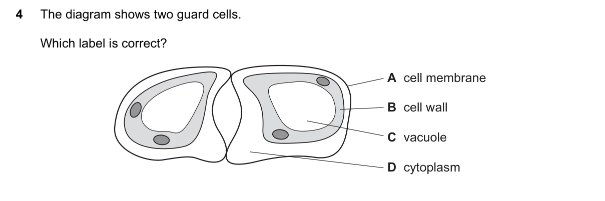 Question 4, November 2021, 0610 Paper 13