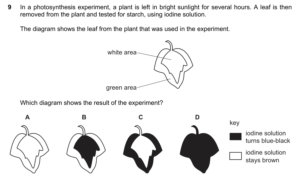 Question 9, November 2021, 0610 Paper 13