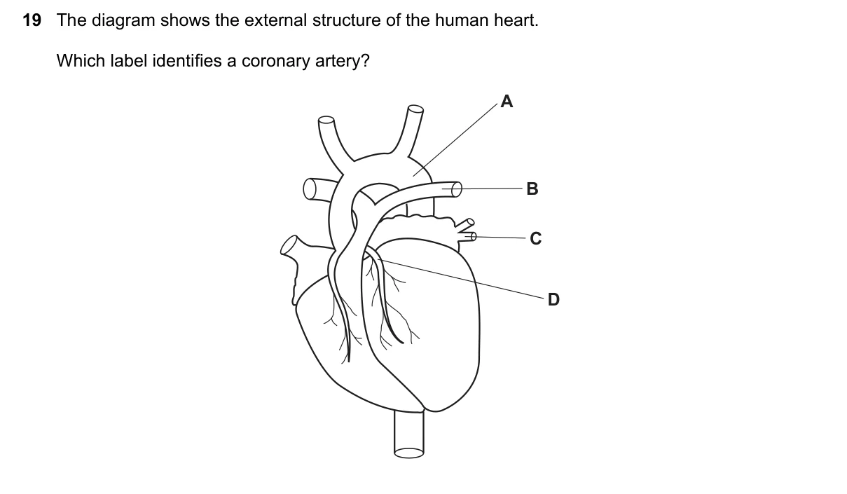 Question 19, November 2021, 0610 Paper 23