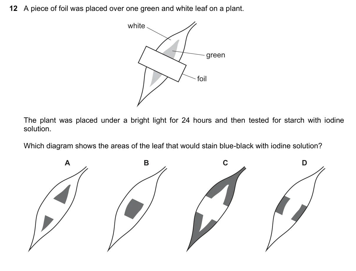 Question 12, March 2022, 0610 Paper 12