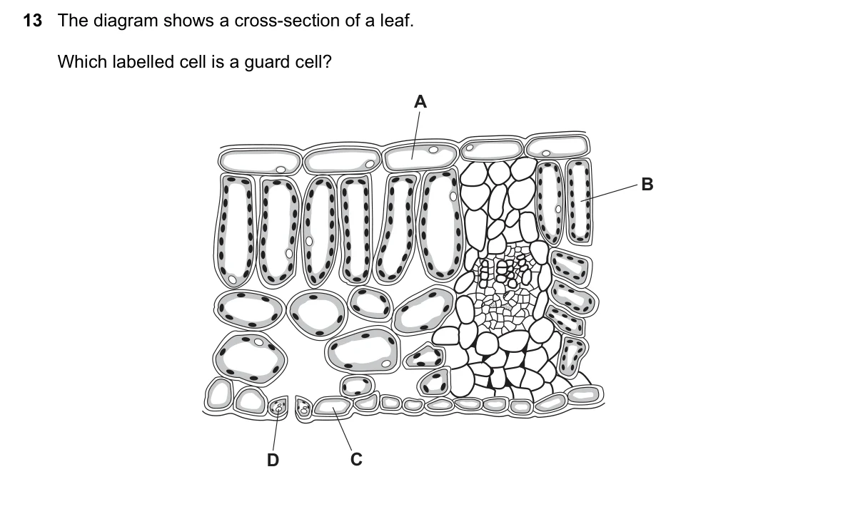 Question 13, March 2022, 0610 Paper 12