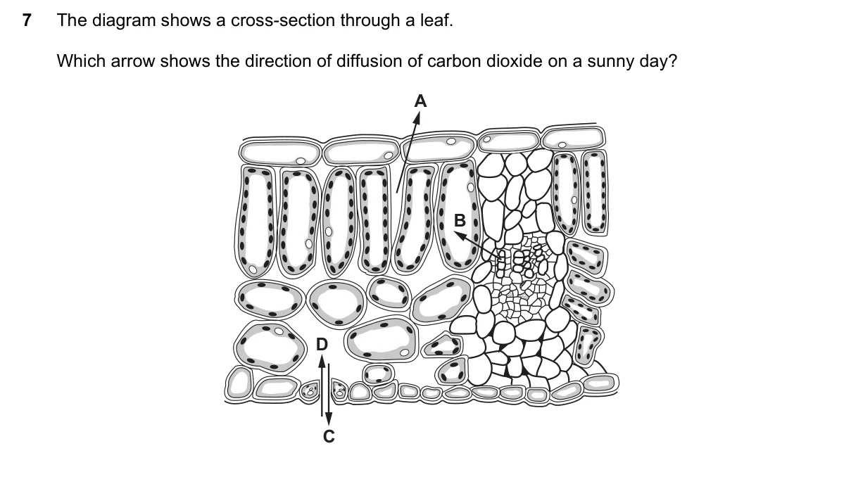 Question 7, March 2022, 0610 Paper 12