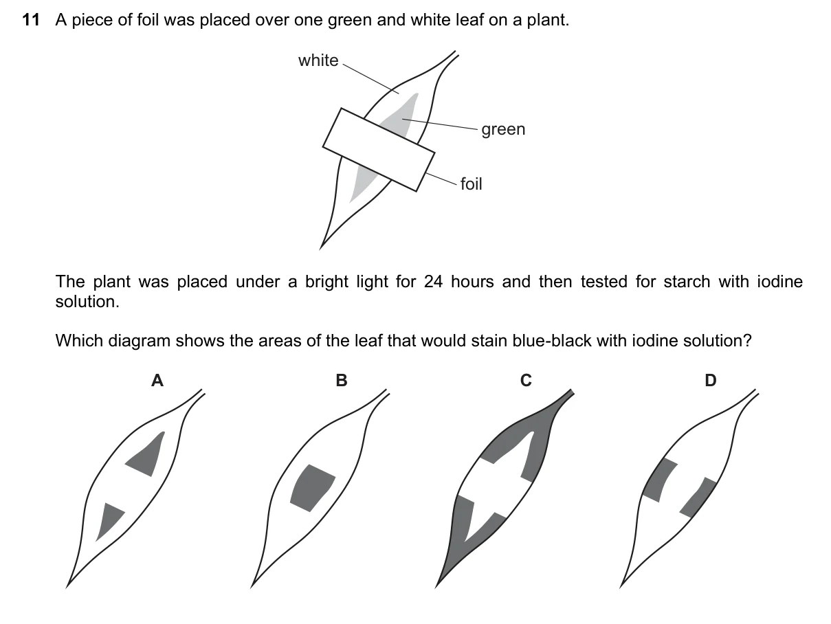 Question 11, March 2022, 0610 Paper 22