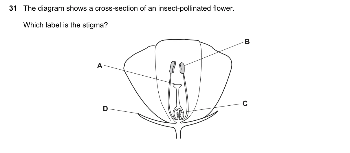 Question 31, June 2022, 0610 Paper 11
