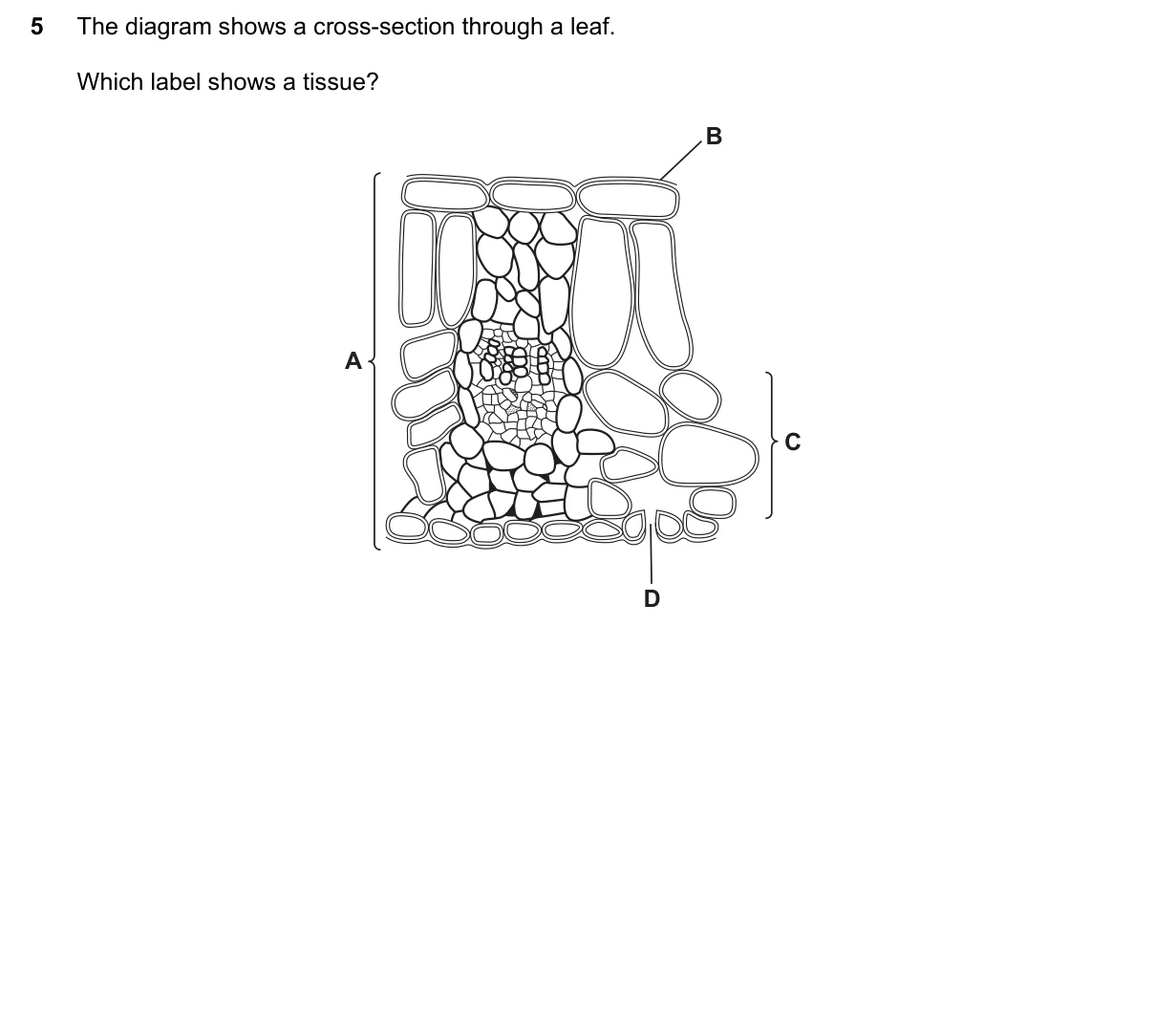 Question 5, June 2022, 0610 Paper 11