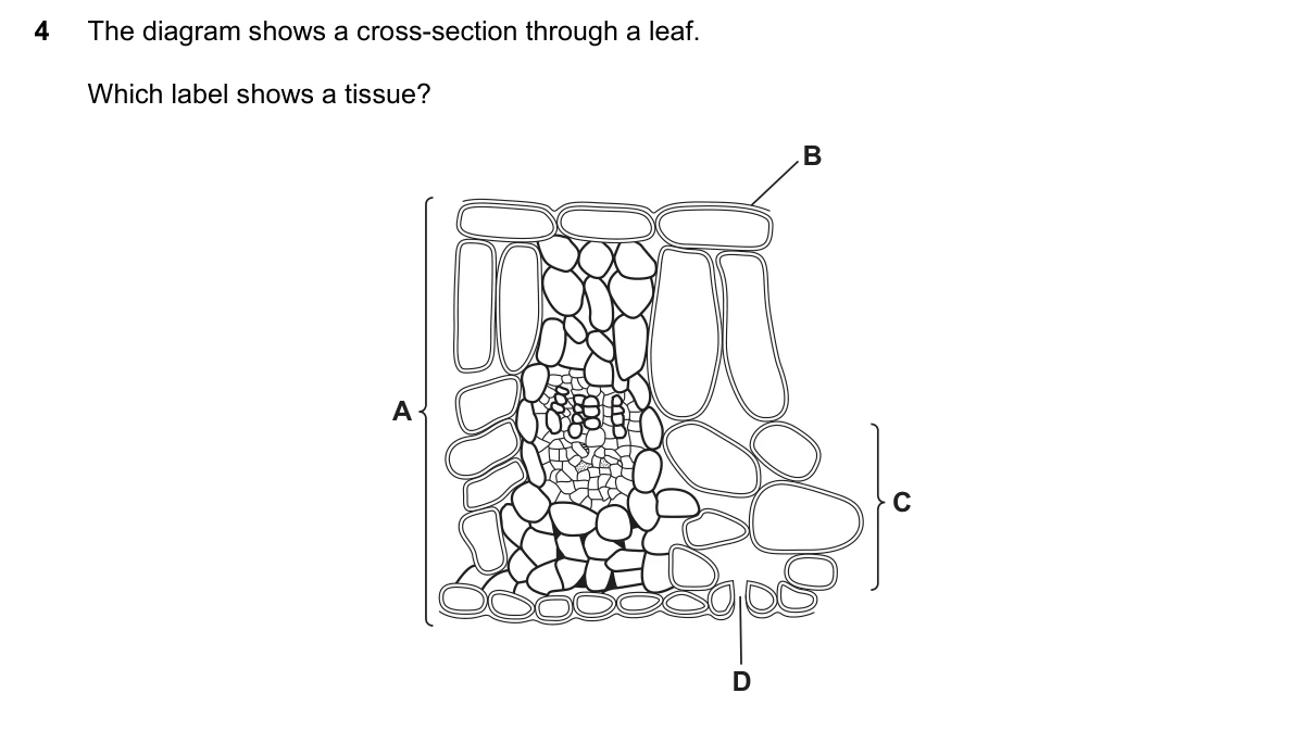 Question 4, June 2022, 0610 Paper 21