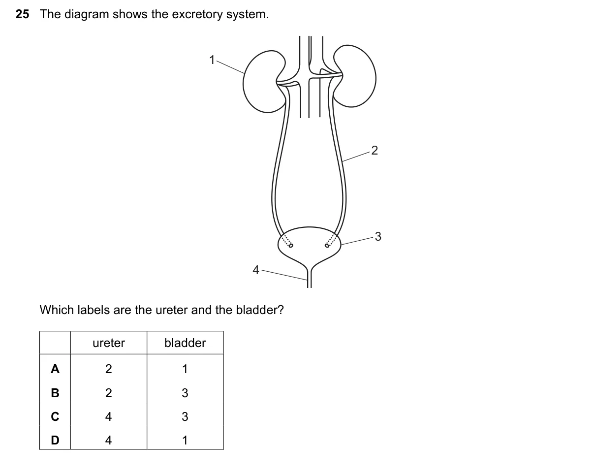 Question 25, June 2022, 0610 Paper 13