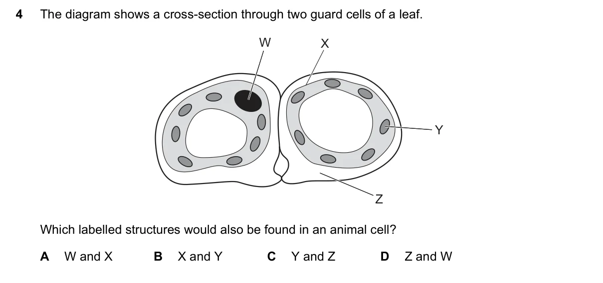 Question 4, June 2022, 0610 Paper 13