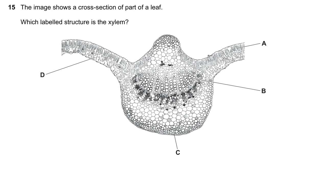 Question 15, June 2022, 0610 Paper 23