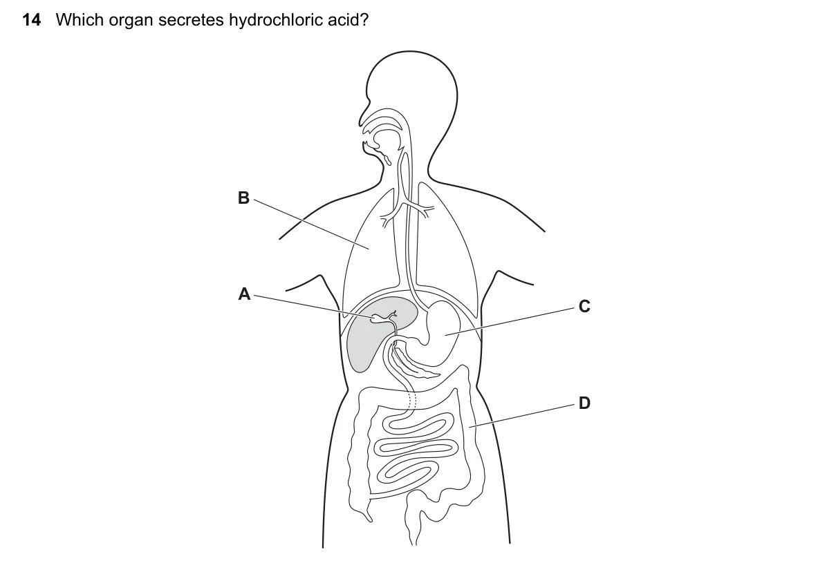 Question 14, November 2022, 0610 Paper 11