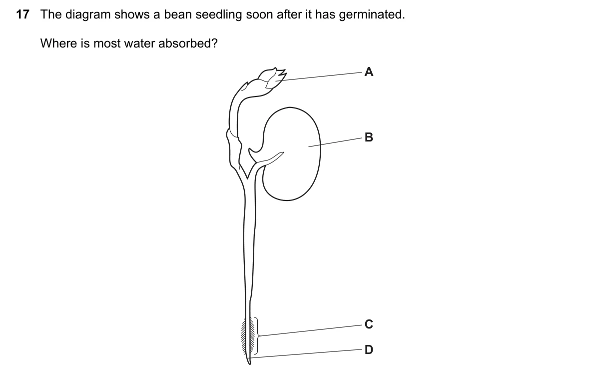 Question 17, November 2022, 0610 Paper 11
