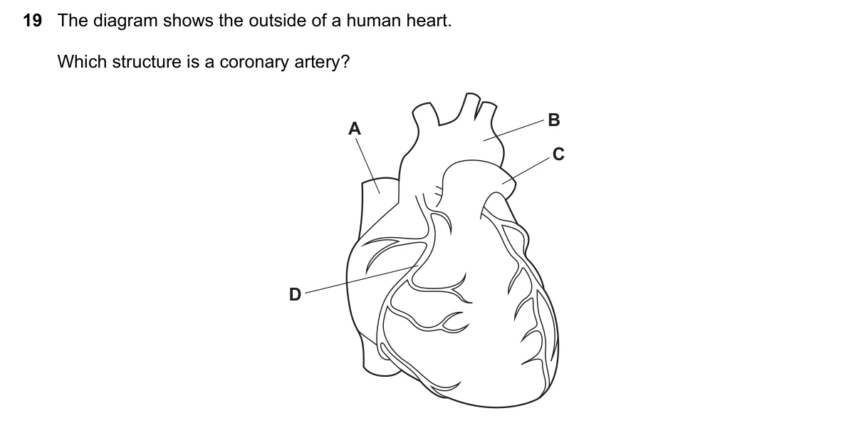 Question 19, November 2022, 0610 Paper 11