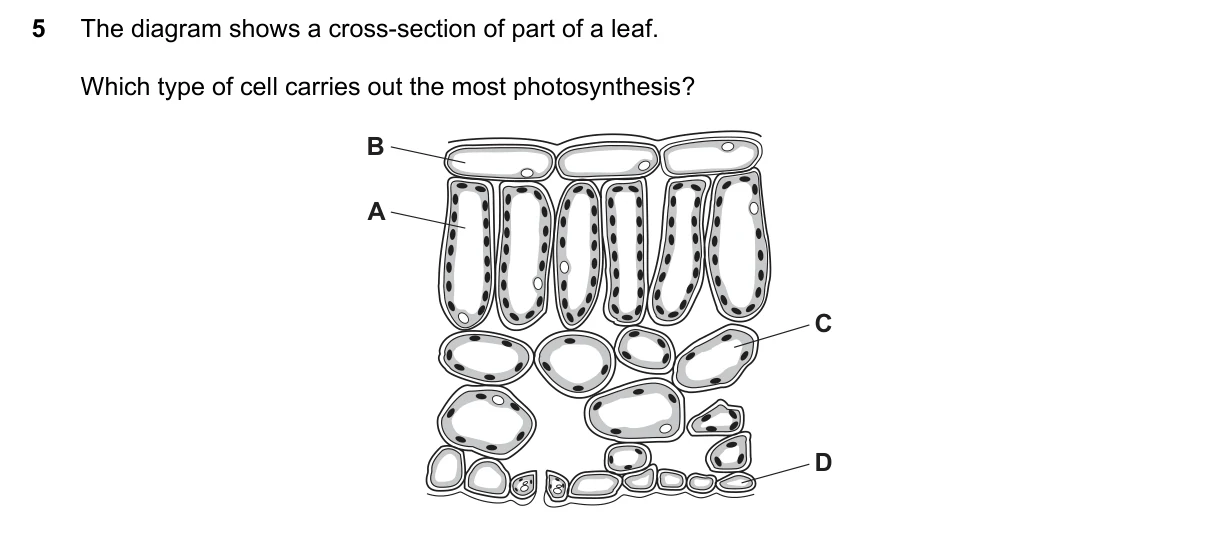 Question 5, November 2022, 0610 Paper 11