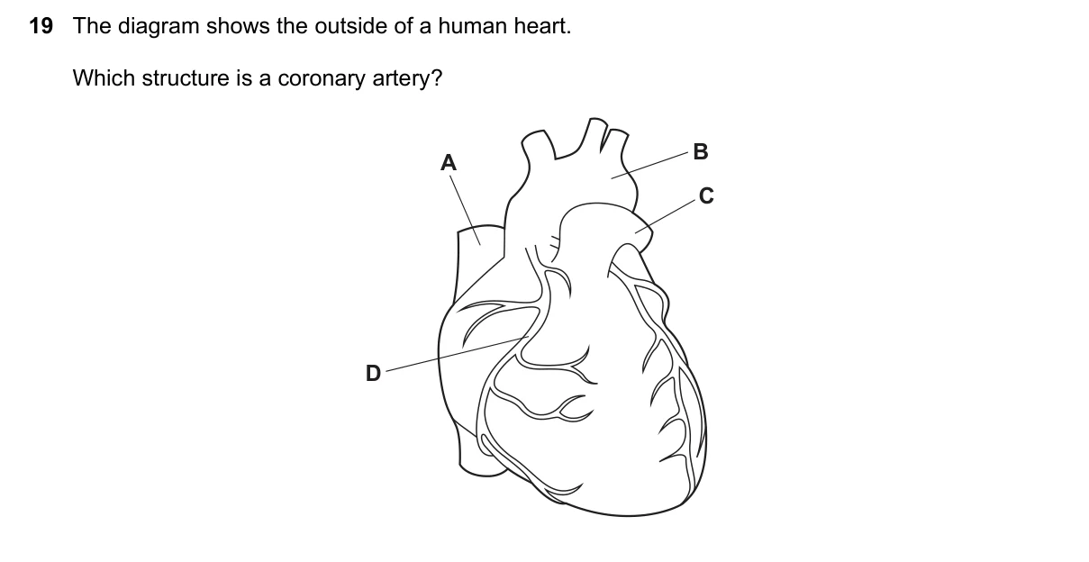 Question 19, November 2022, 0610 Paper 12