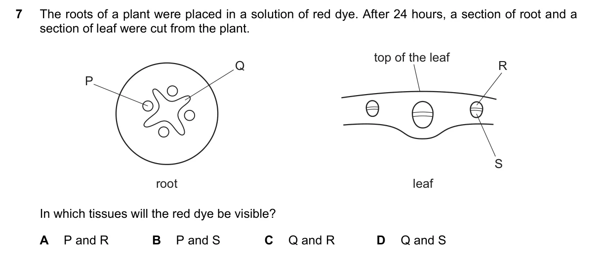 Question 7, November 2022, 0610 Paper 12