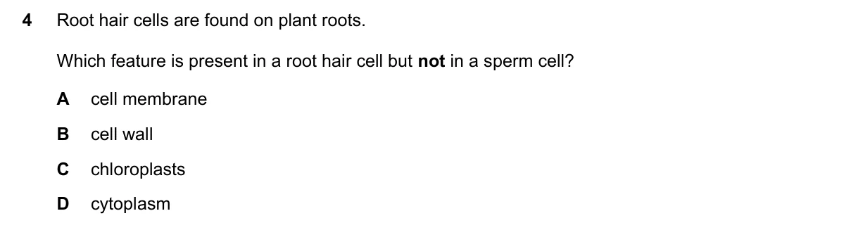 Question 4, November 2022, 0610 Paper 13