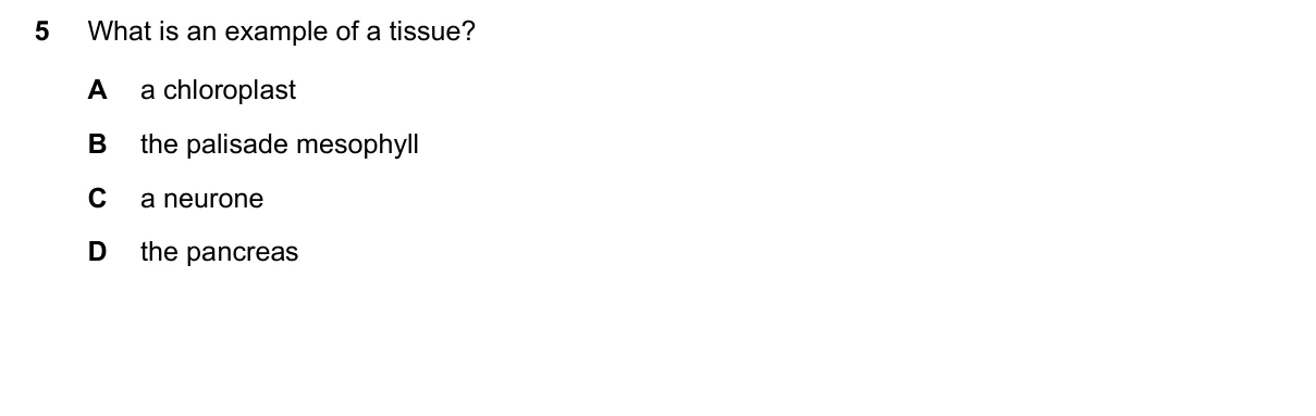 Question 5, November 2022, 0610 Paper 13