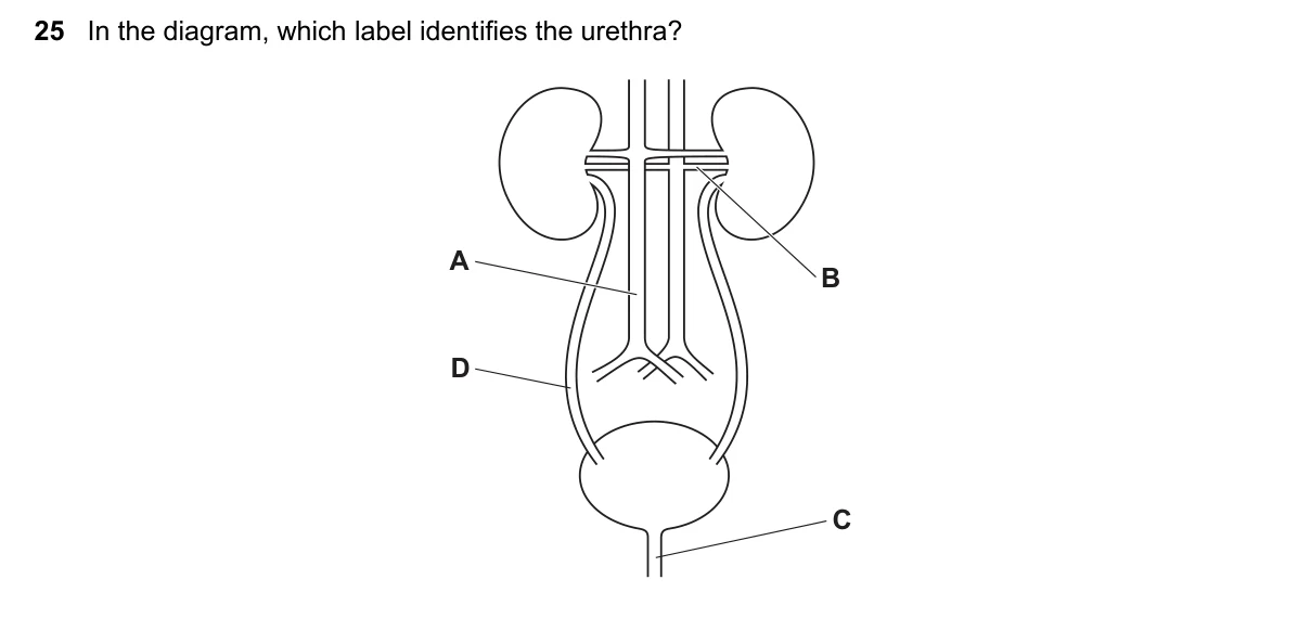 Question 25, March 2023, 0610 Paper 12