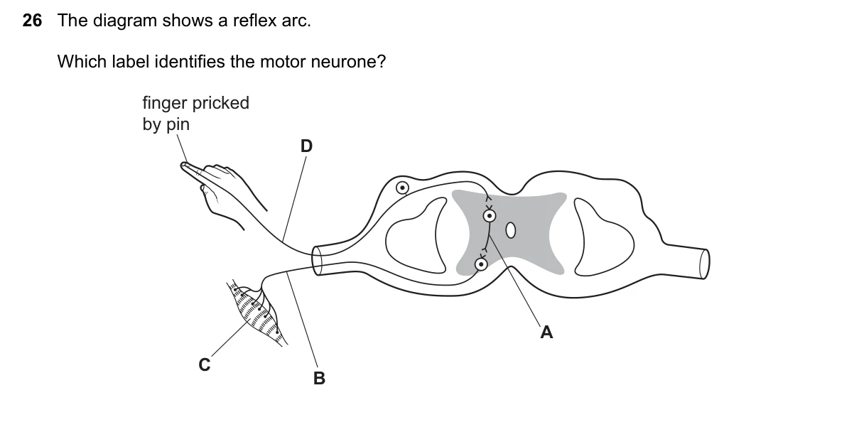 Question 26, March 2023, 0610 Paper 12