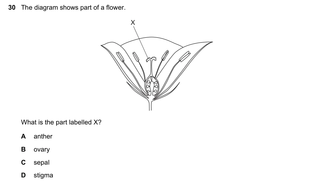 Question 30, March 2023, 0610 Paper 12