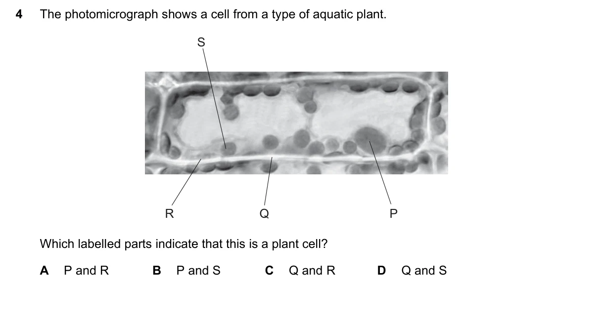 Question 4, March 2023, 0610 Paper 12