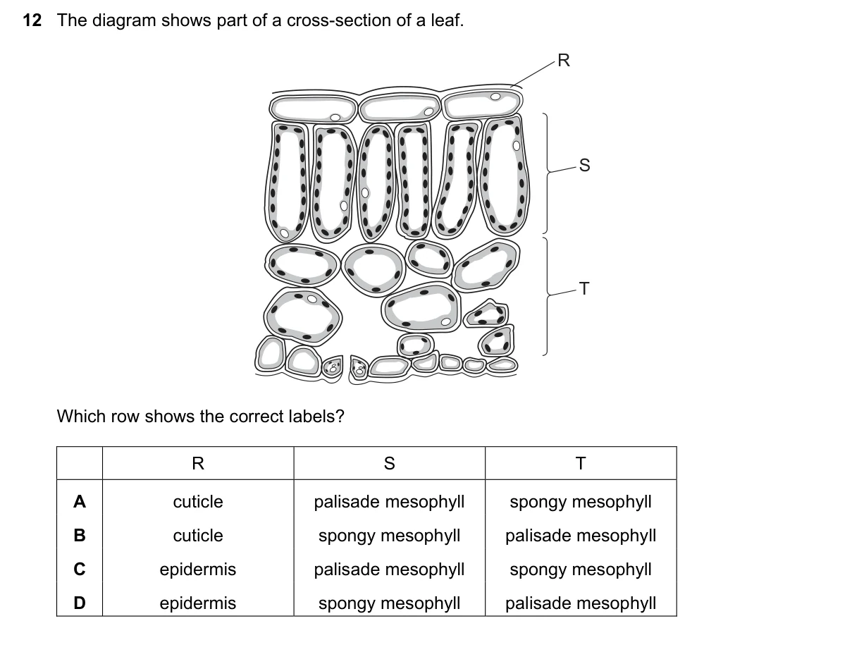Question 12, March 2023, 0610 Paper 22