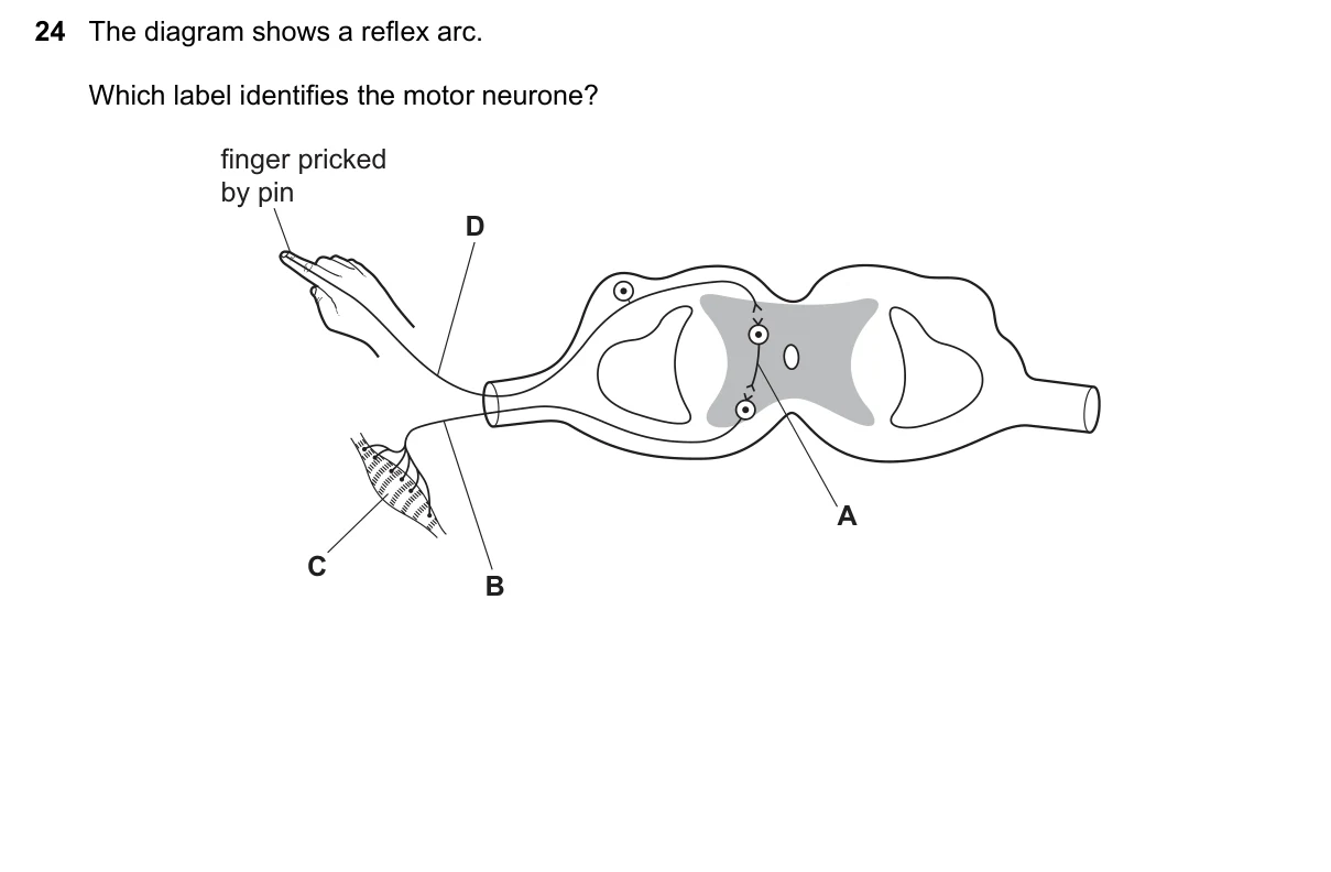 Question 24, March 2023, 0610 Paper 22