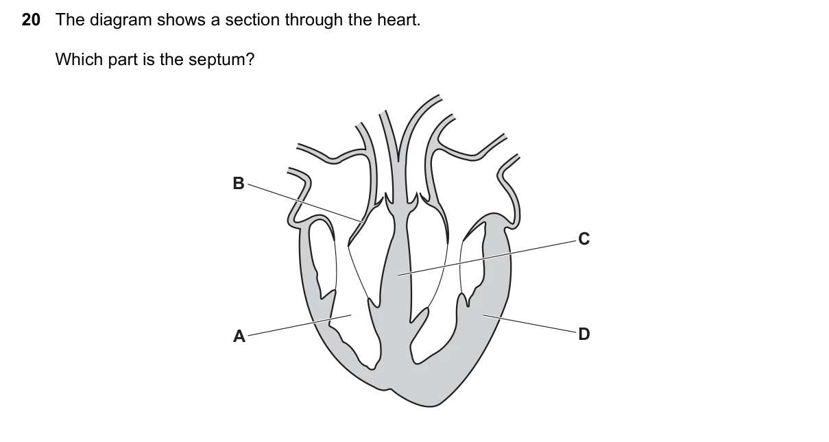 Question 20, June 2023, 0610 Paper 11