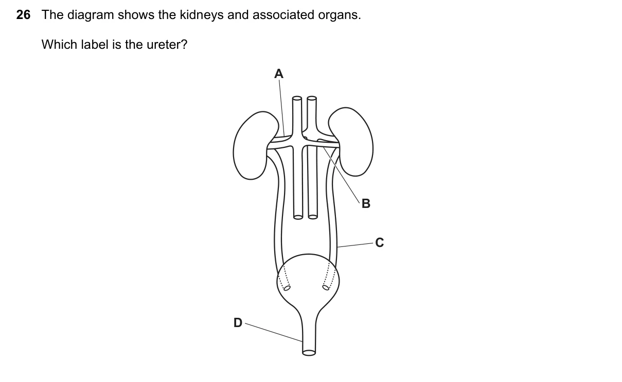 Question 26, June 2023, 0610 Paper 11