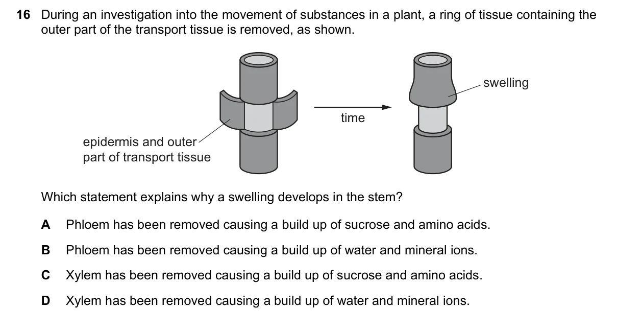 Question 16, June 2023, 0610 Paper 22