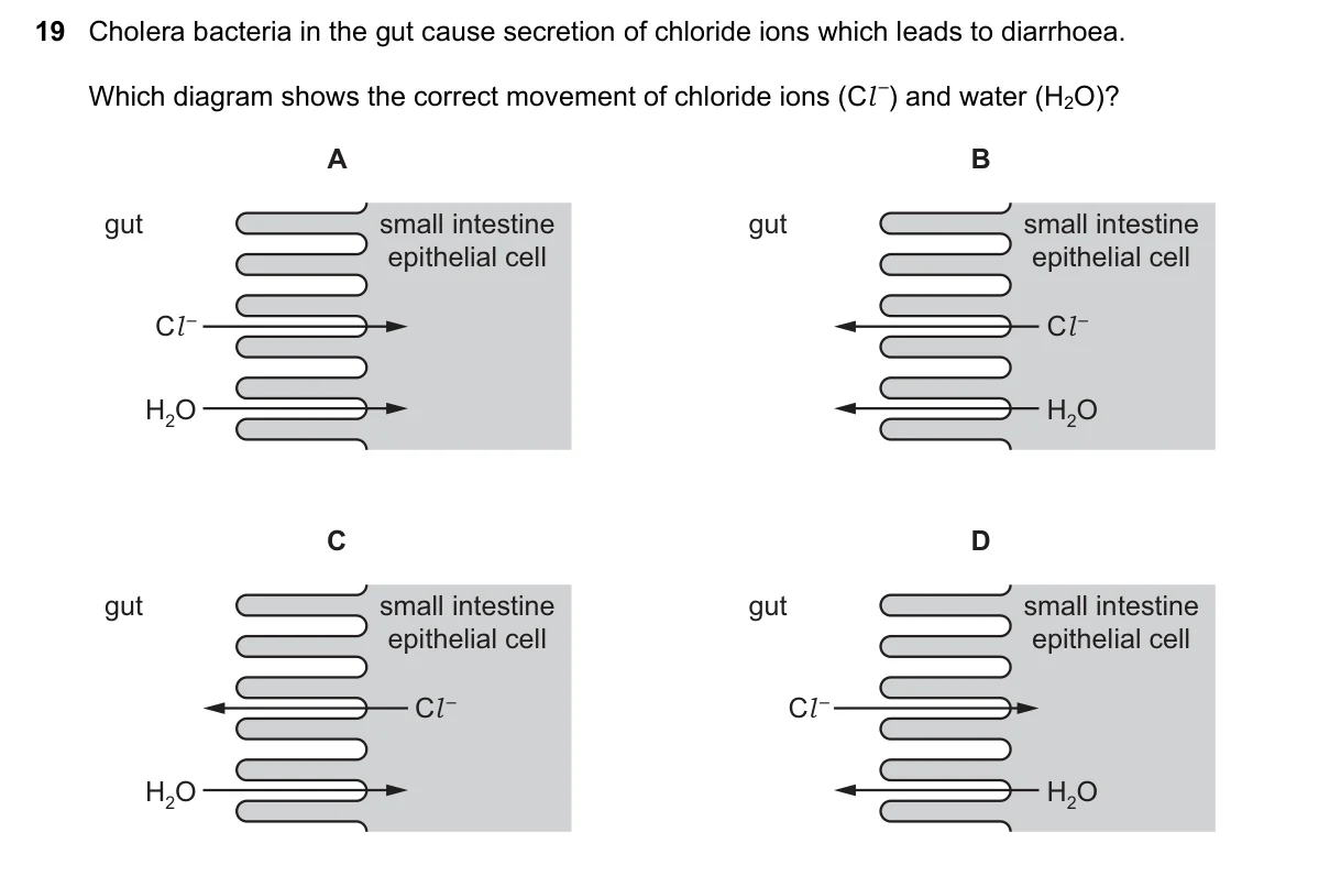 Question 19, June 2023, 0610 Paper 22