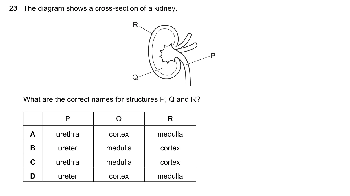 Question 23, June 2023, 0610 Paper 22