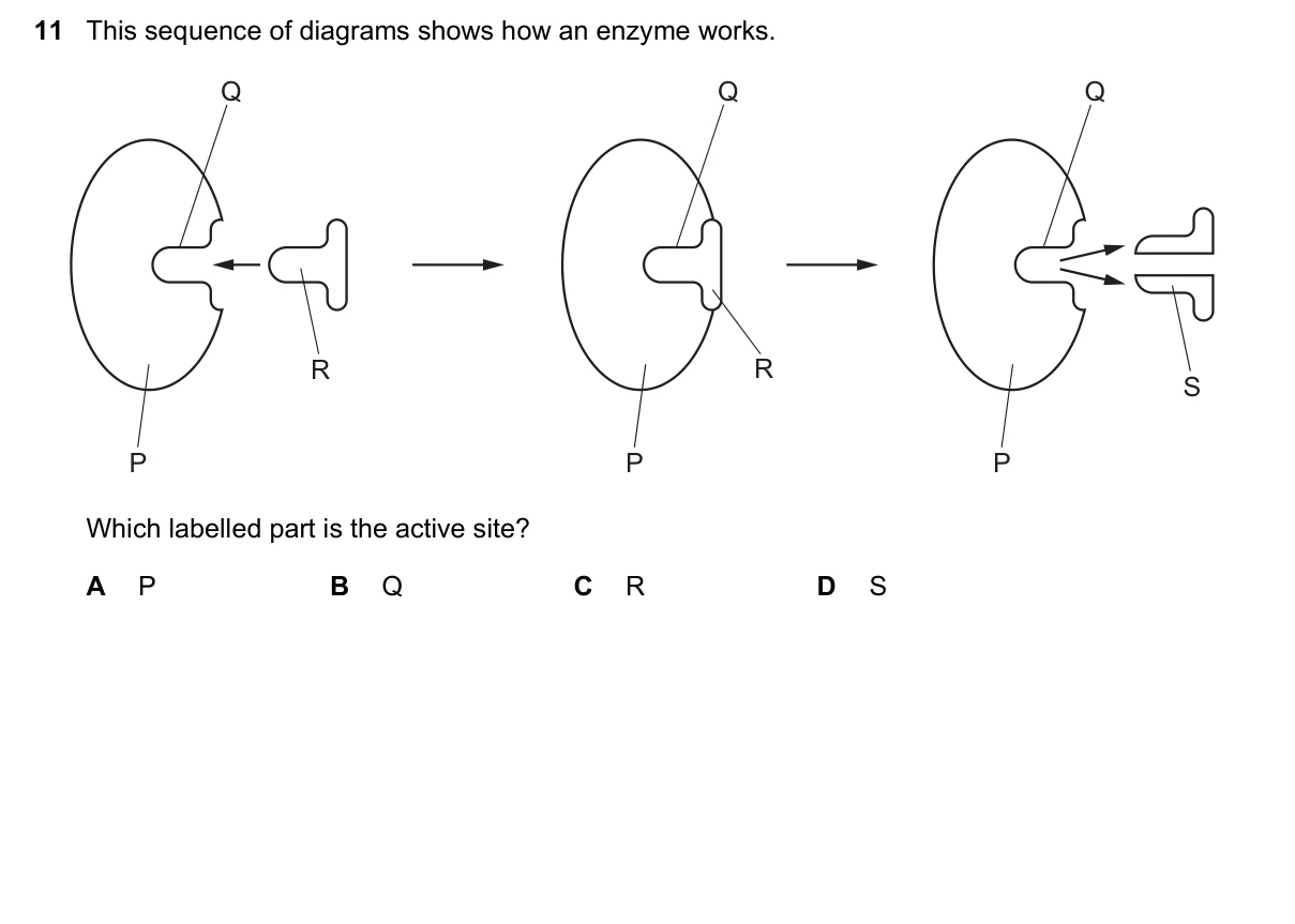 Question 11, June 2023, 0610 Paper 13