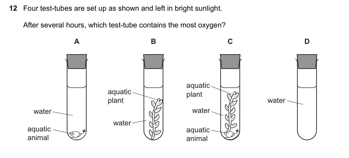 Question 12, June 2023, 0610 Paper 13