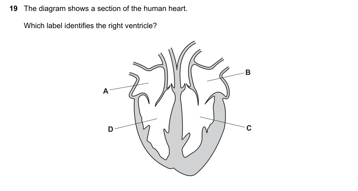 Question 19, June 2023, 0610 Paper 13