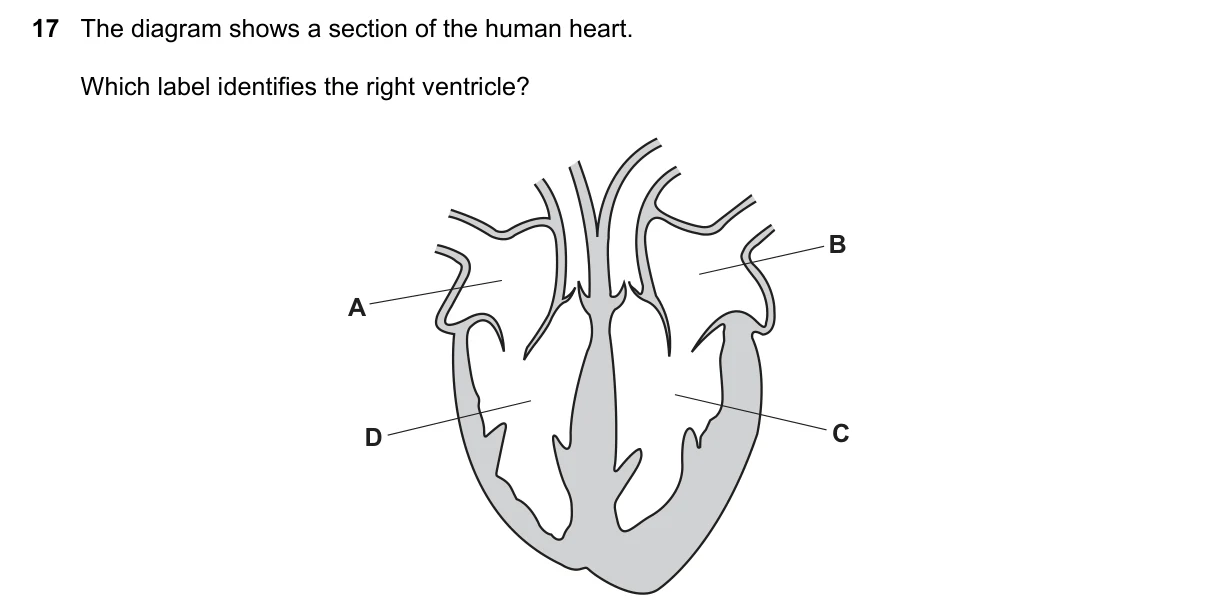 Question 17, June 2023, 0610 Paper 23