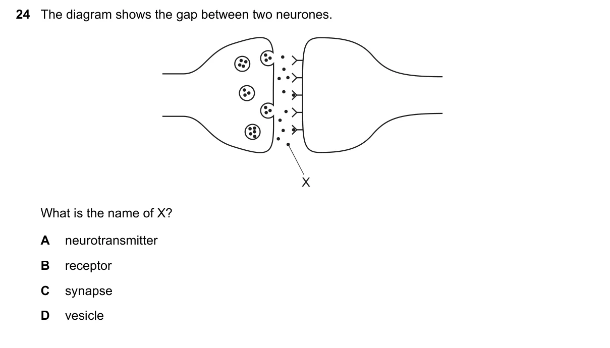 Question 24, June 2023, 0610 Paper 23