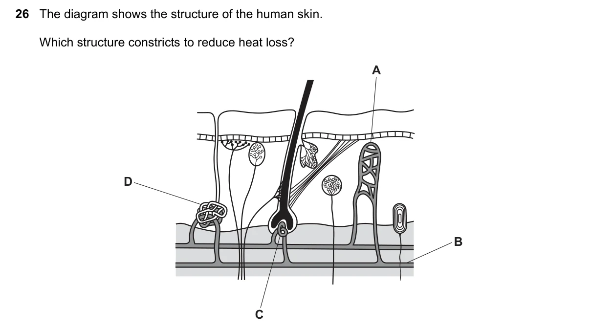 Question 26, June 2023, 0610 Paper 23