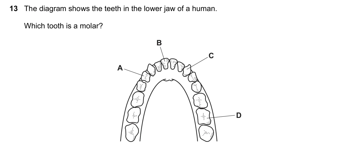 Question 13, November 2023, 0610 Paper 11