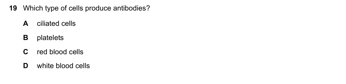 Question 19, November 2023, 0610 Paper 11