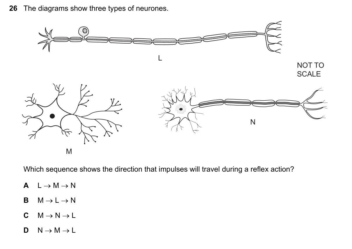 Question 26, November 2023, 0610 Paper 11