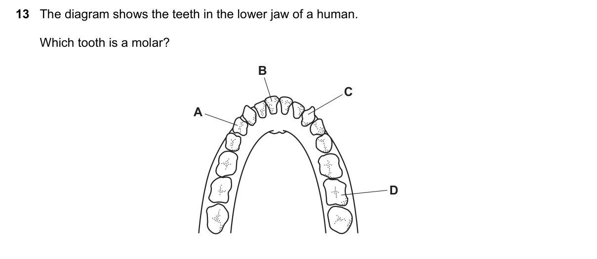 Question 13, November 2023, 0610 Paper 21