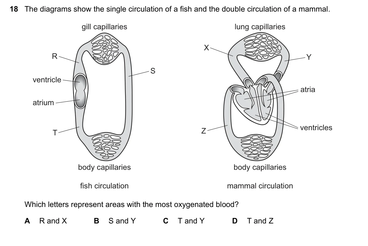 Question 18, November 2023, 0610 Paper 21