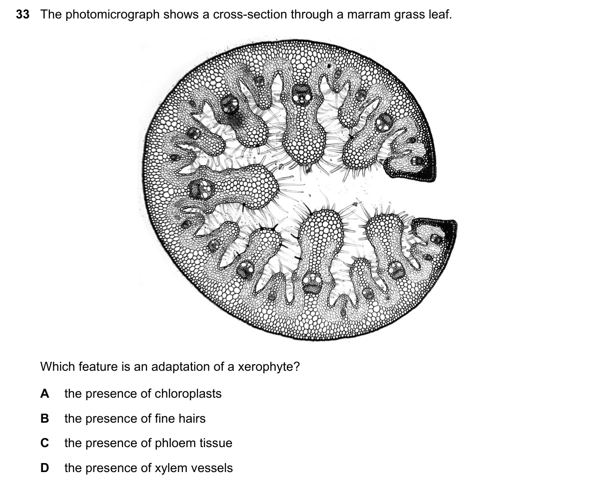 Question 33, November 2023, 0610 Paper 21