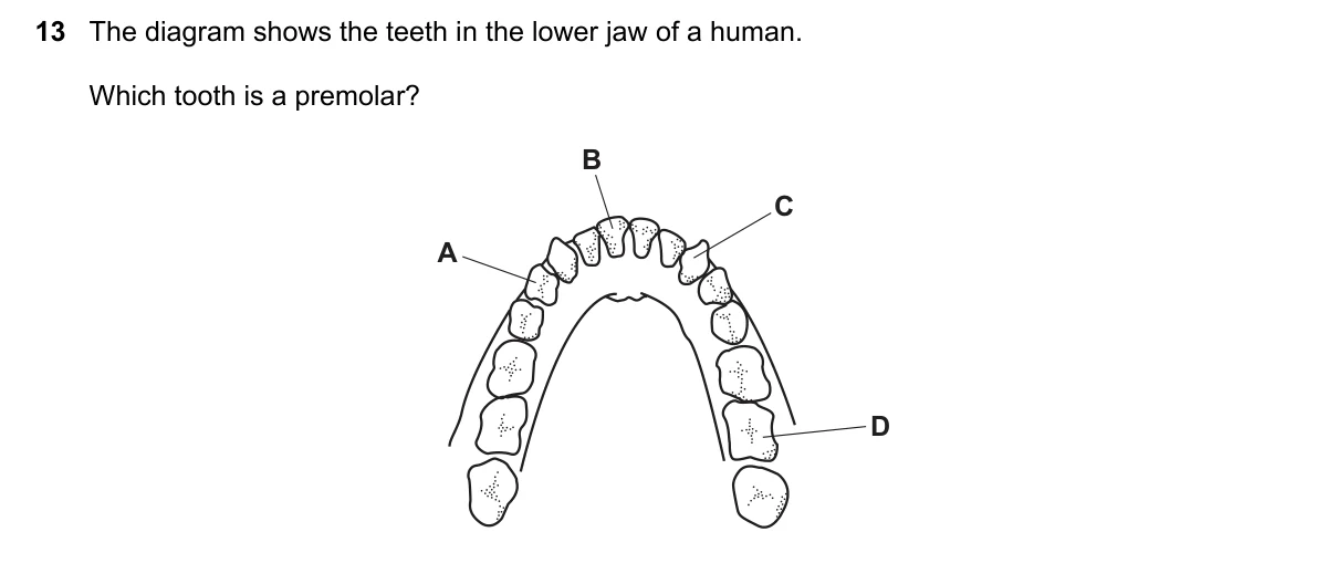 Question 13, November 2023, 0610 Paper 12